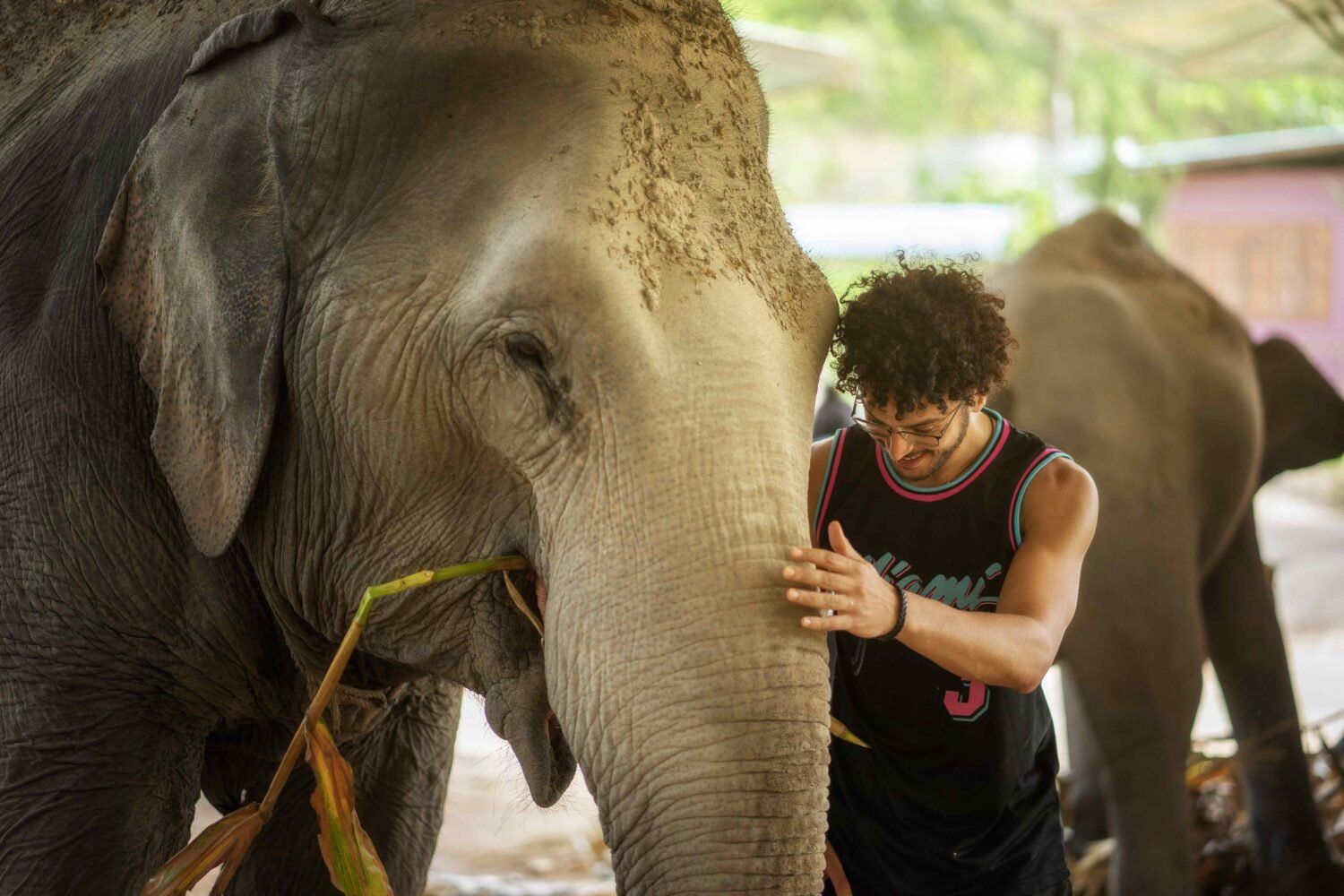 Chiang Mai Elephant Sanctuary