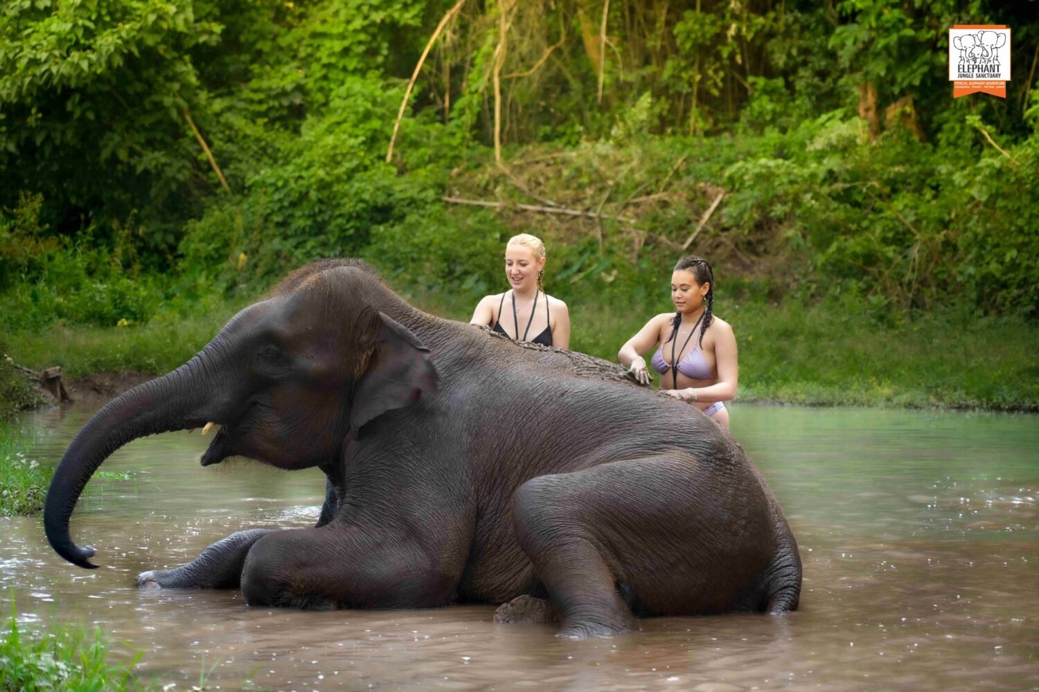 Chiang Mai Elephant Sanctuary