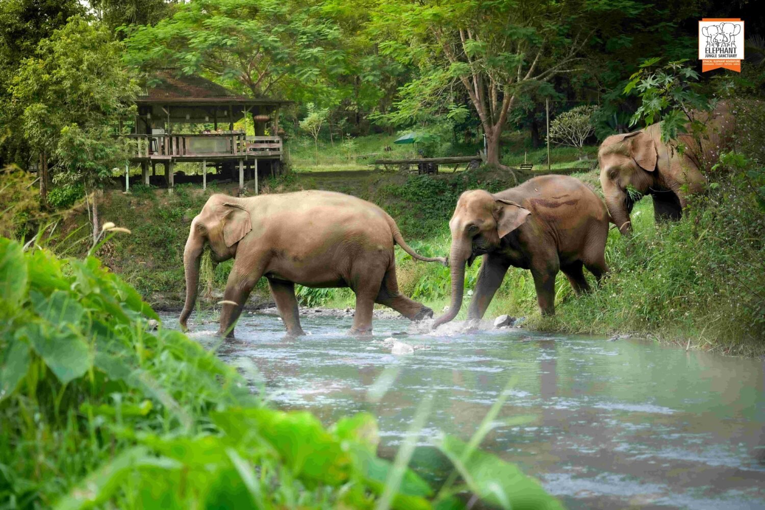 Chiang Mai Elephant Sanctuary