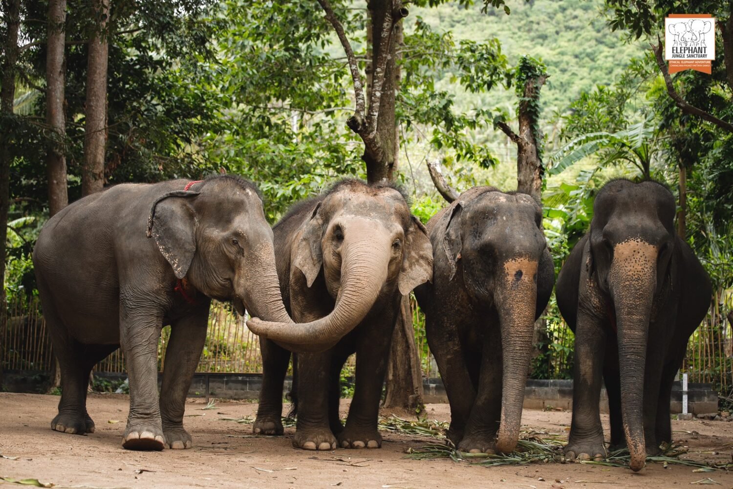 Koh Samui Elephant Sanctuary