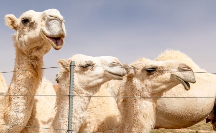 Red Sea to Arabian Gulf