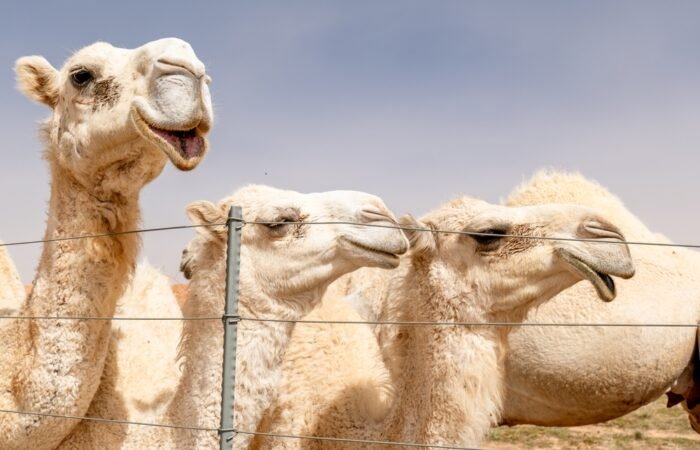 Red Sea to Arabian Gulf